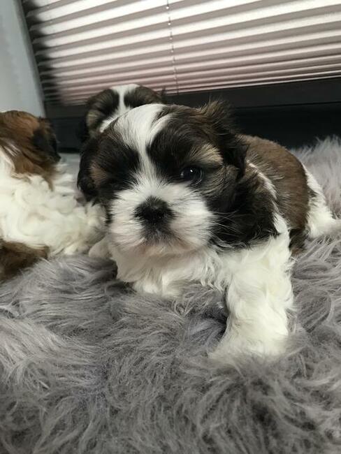 Szczeniaki Shih-Tzu