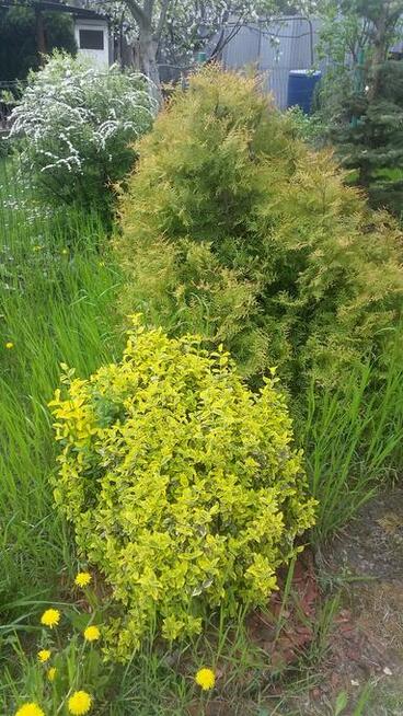 sprzedam dzialke rod