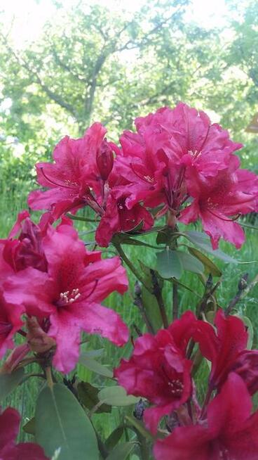 sprzedam dzialke rod