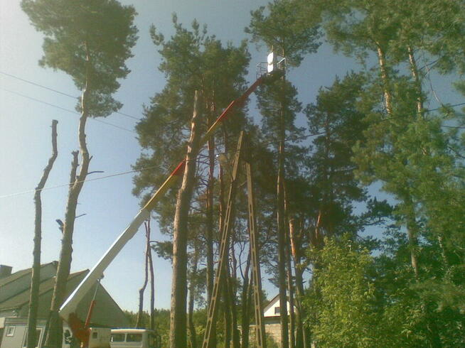 Wycinka drzew