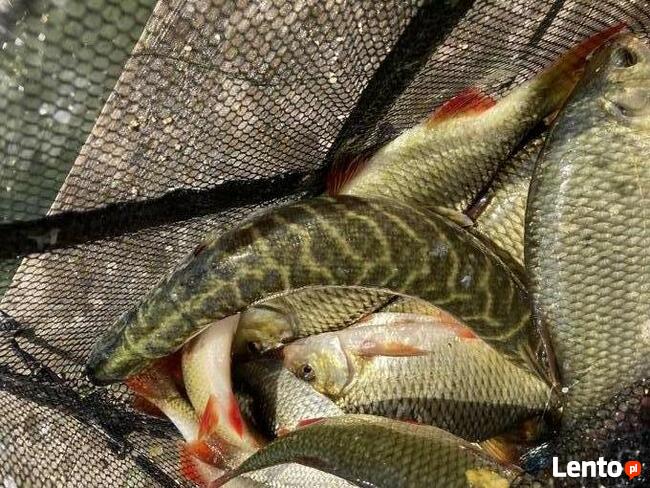 Domek nad jeziorem do wynajęcia