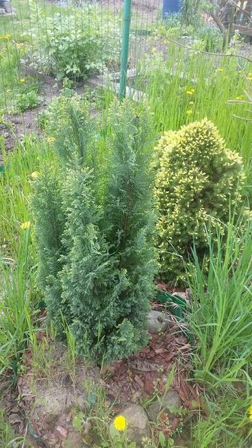 sprzedam dzialke rod