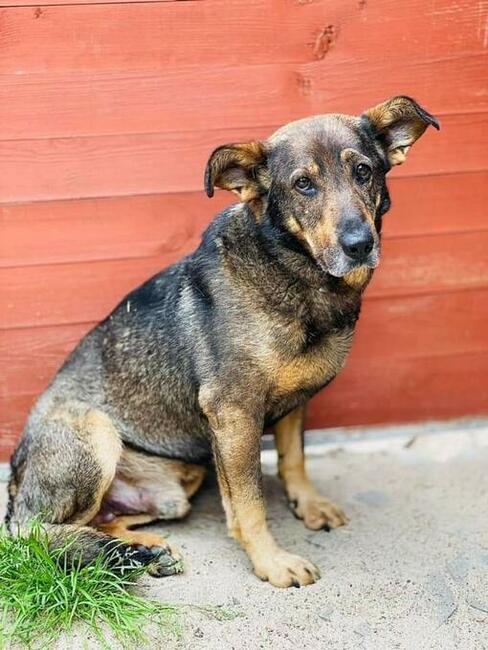 Peanut kochany piesek szuka domu (Edek szuka domow)