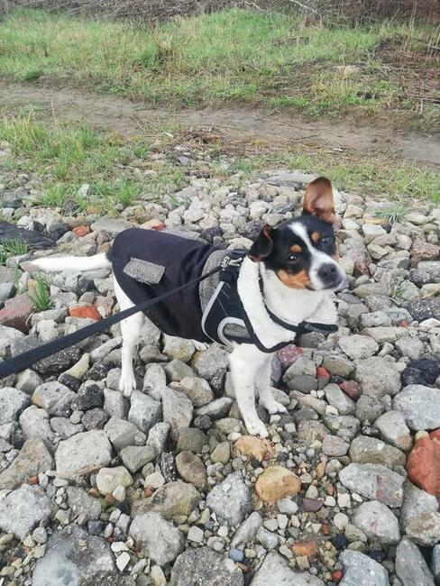 Maja śliczna ok. roczna sunieczka szuka dom Wyszków