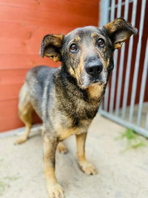 Peanut kochany piesek szuka domu (Edek szuka domow)