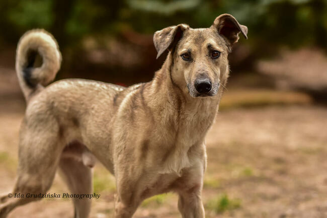 Piękny, dostojny, duży pies CHIBO do adopcji, za darmo
