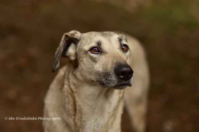 Do adopcji, piękny, ułożony, spokojny pies CHIBO 4letni