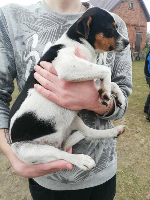 Maja śliczna ok. roczna sunieczka szuka dom Wyszków