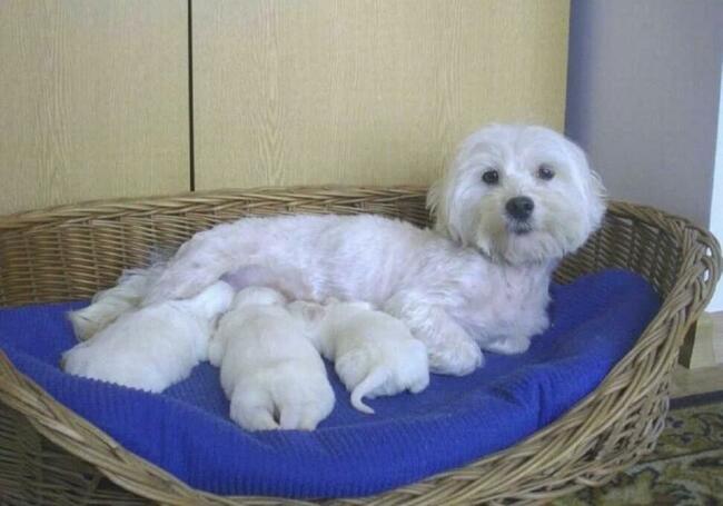 Maltanczyk szczenieta