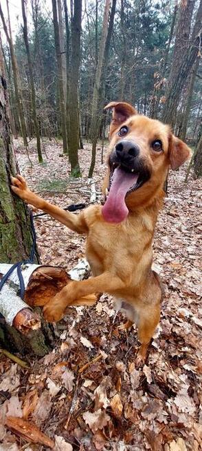 Przyjacielski, wesoły, Sylwester do adopcji 2lata