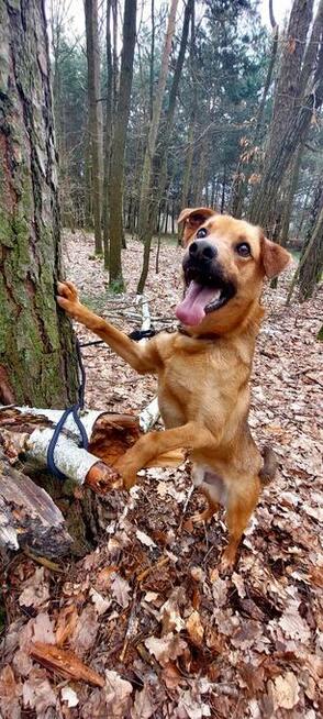 Przyjacielski, wesoły, Sylwester do adopcji 2lata
