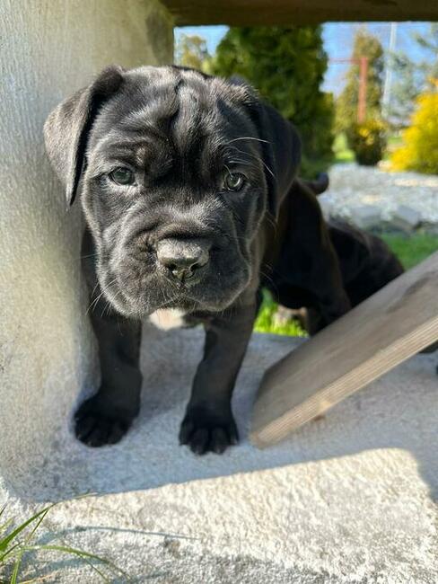 Cane corso italiano