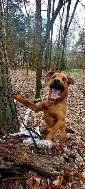 Przyjacielski, wesoły, Sylwester do adopcji 2lata