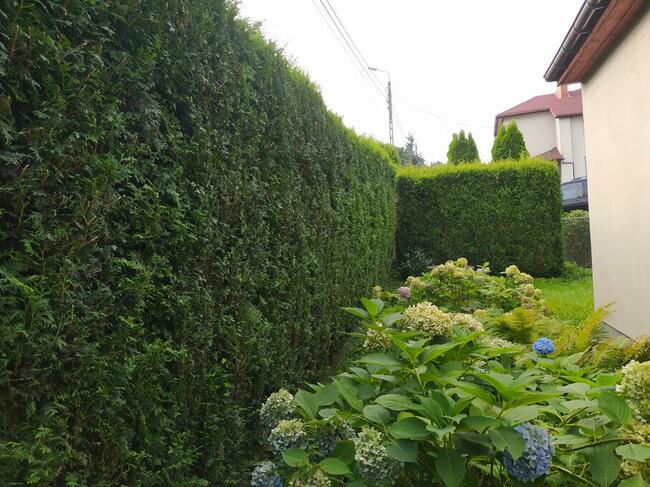 Przycinanie żywopłotów, wertykulacja, koszenie, wycinka