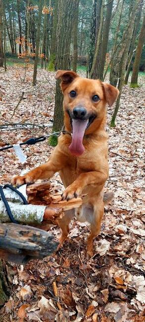 Do adopcji Sylwester, młody, aktywny, pozytywny pies 2lata
