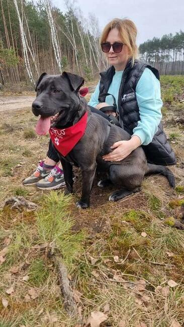 Sonia - niekonfliktowa, fantastyczna suka w typie ttb!