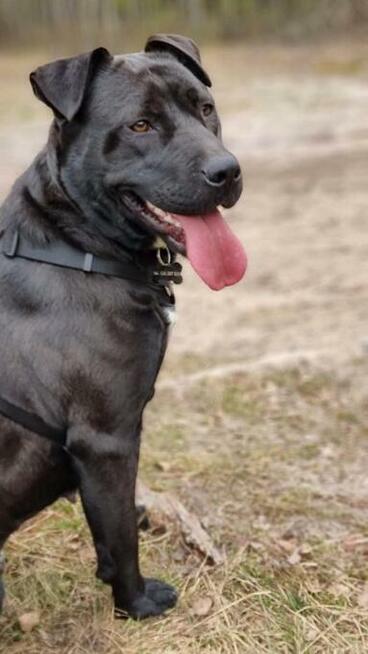 Sonia - niekonfliktowa, fantastyczna suka w typie ttb!