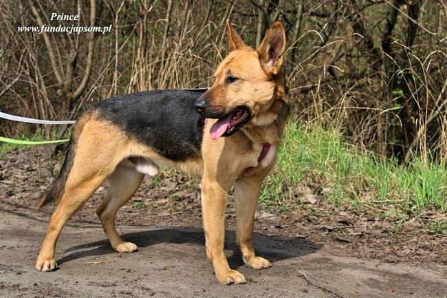 Prince - nieśmiały piesek