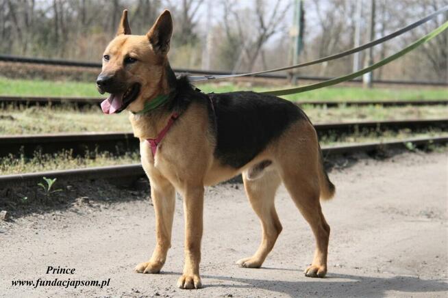 Prince - nieśmiały piesek