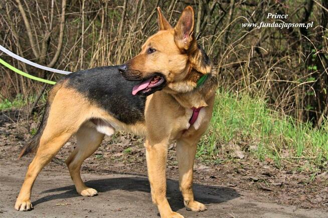 Prince - nieśmiały piesek