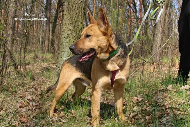 Prince - nieśmiały piesek