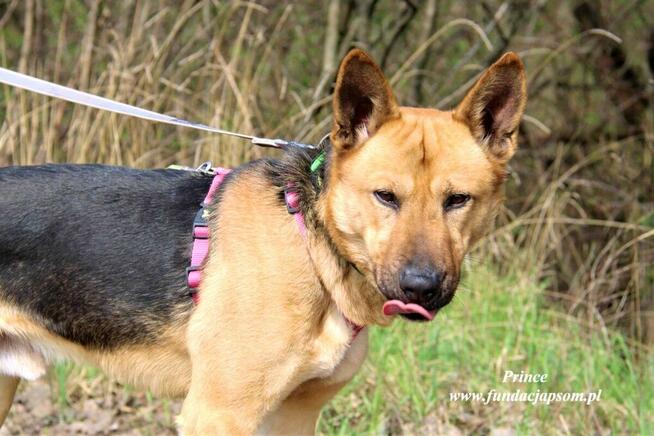 Prince - nieśmiały piesek