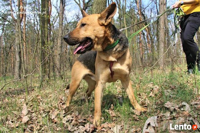 Prince - nieśmiały piesek