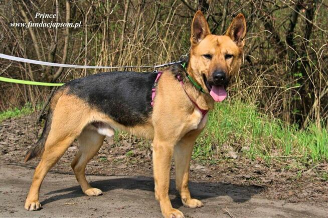 Prince - nieśmiały piesek