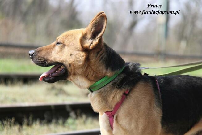 Prince - nieśmiały piesek