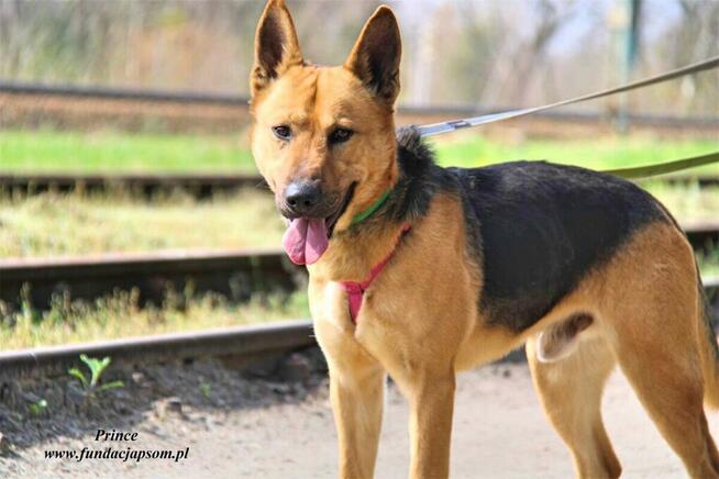 Prince - nieśmiały piesek