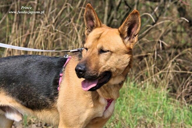 Prince - nieśmiały piesek