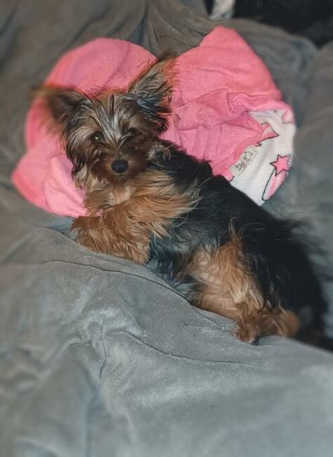 Zaginęła suczka york