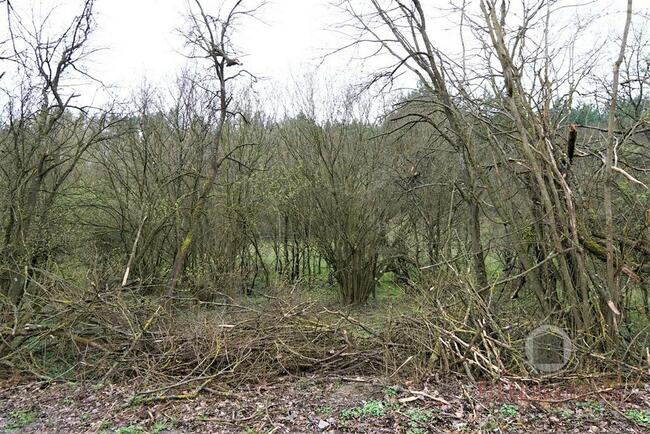 Działka na terenie otoczonym lasem - Nowe Kurowo