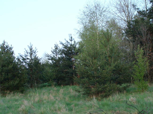 Do wynajęcia 19,19 ha