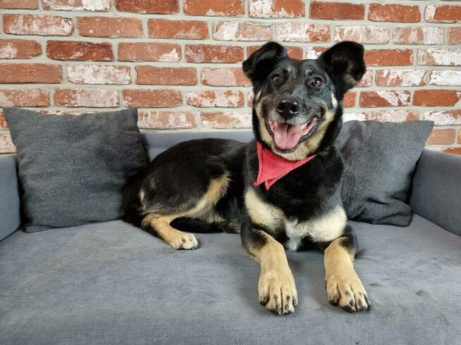 Kochana Żyłka, towarzyszka człowieka - pokochaj ją!