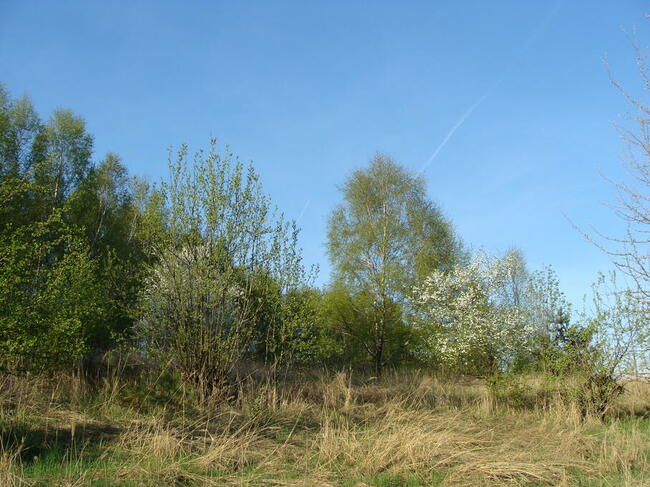 Do wynajęcia 19,19 ha