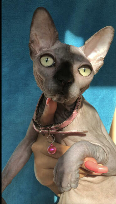 Platna Adopcja Boy i dorosłe Dziewczynki Sfinksy poKastracji