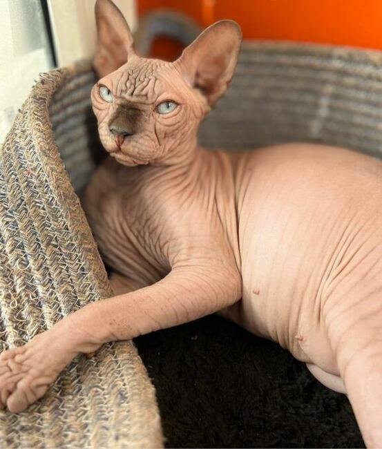 Platna Adopcja Boy i dorosłe Dziewczynki Sfinksy poKastracji