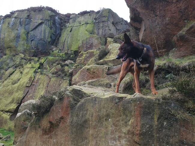 Hotel dla psòw i kotòw