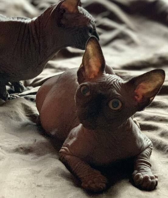 Platna Adopcja Boy i dorosłe Dziewczynki Sfinksy poKastracji