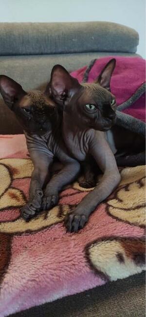Adopcja 3 koty 1-3l , Czarna Pointka Sphynx i Bambino️ toy
