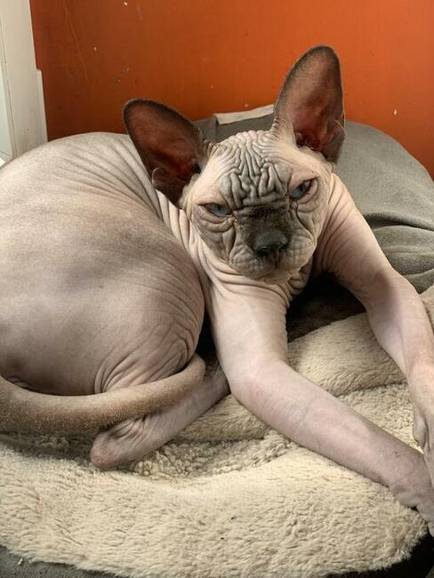 Platna Adopcja Boy i dorosłe Dziewczynki Sfinksy poKastracji