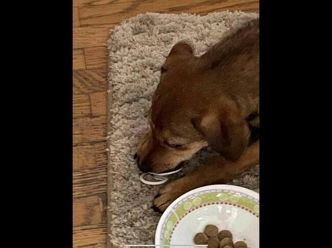 Nadia kochana ok.9 m-czna sunieczka Blaga o dom Iza