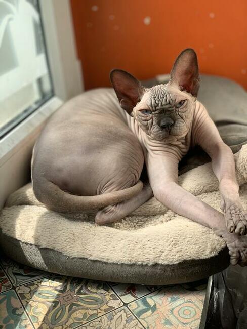 Platna Adopcja Boy i dorosłe Dziewczynki Sfinksy poKastracji