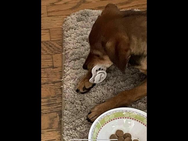 Nadia kochana ok.9 m-czna sunieczka Blaga o dom Iza