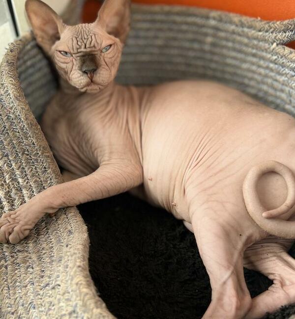 Adopcja 3 koty 1-3l , Czarna Pointka Sphynx i Bambino️ toy