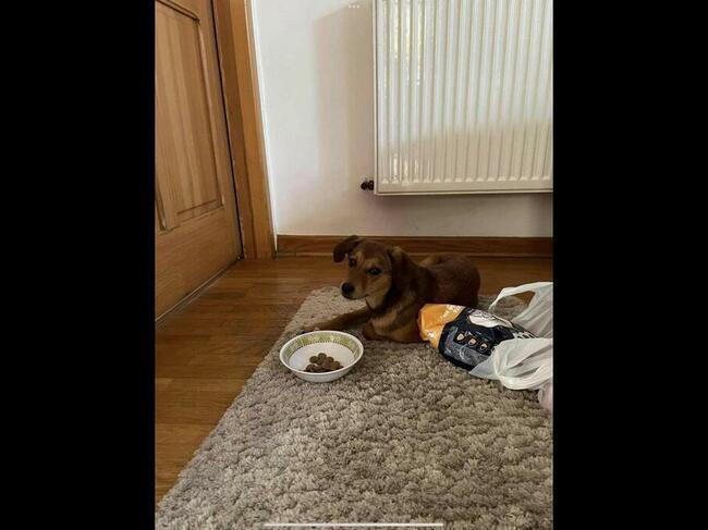 Nadia kochana ok.9 m-czna sunieczka Blaga o dom Iza