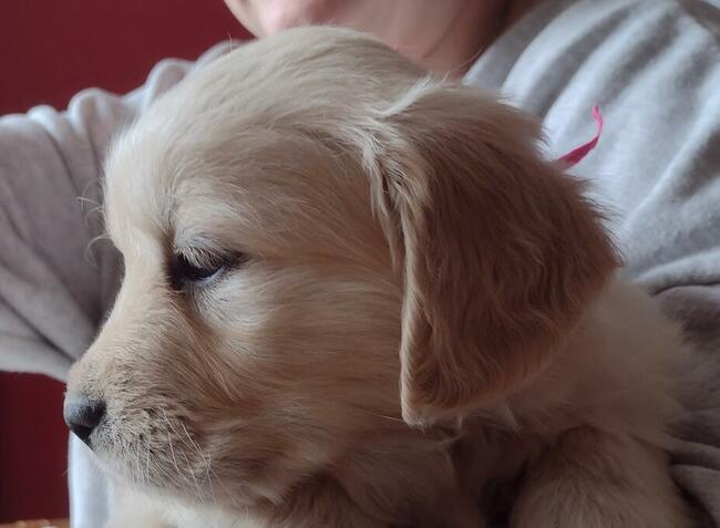 Golden Retriever szczenięta ZKwP/FCI