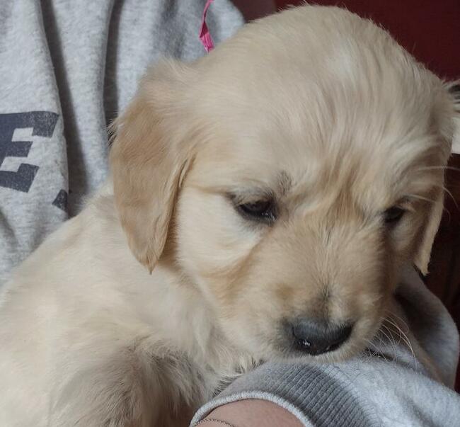 Golden Retriever szczenięta ZKwP/FCI