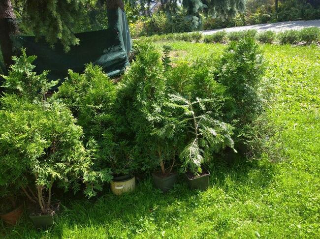 Sprzedam krzewy ozdobne iglaki tanio